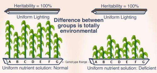 Like the plants on the right, which are genetically identical to those on the left, whites cannot thrive in an alien cultural environment controlled by Jews.